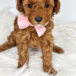 Girl 1 - Red  female Poodle puppy in Flint, Michigan from Anytime Doodles