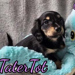 TaterTot - Black tri-color female Australian Shepherd puppy in Albion, Michigan from Northern Lights Aussies (NL Aussies)