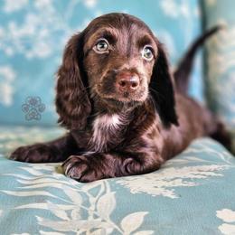 Rolo - Chocolate male Dachshund puppy in Grants Pass, Oregon from Treasure Dachshunds