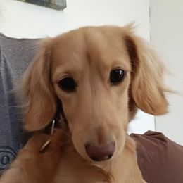 Paul - Dachshund
