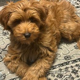 Bernedoodle and Goldendoodle All Grown Up from Dainty Doodle Dogs
