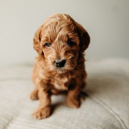 Stephanie - Red Cavapoo puppy in Arab, Alabama from ConkleDoodlePoos