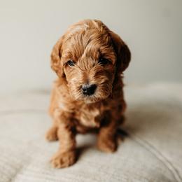 Stephanie - Red Cavapoo puppy in Arab, Alabama from ConkleDoodlePoos