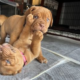 Dogue de Bordeaux Puppies from Rogue Bordeaux