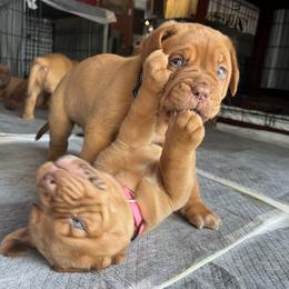 Dogue de Bordeaux Puppies from Rogue Bordeaux