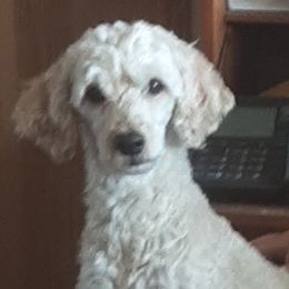 Assorted Doodle Crosses, Goldendoodles, and Poodles from Deb's Doodles