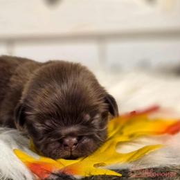 French Bulldog and Pekingese Puppies from SFLK