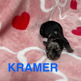 Dachshund puppies from Patrick's Puppies