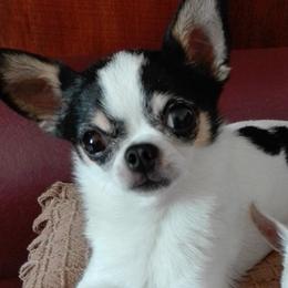Mrs mochi bear - Chihuahua
