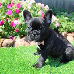 French Bulldog Puppies from Cortney’s Frenchie Farm