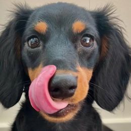 Basset Hounds and Dachshunds from Rolling and Howling Basset Hounds and Dachshunds