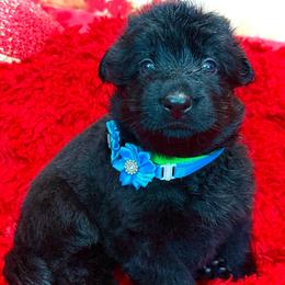 BLUES - Black female German Shepherd puppy in Yorkville, Illinois from Vom Archbold Haus World Class German Shepherds
