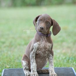 German Shorthaired Pointer and Vizsla Puppies from Nosam Kennels
