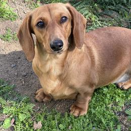Lucky - Red female Dachshund puppy in Moreno Valley, California from DeLorenzo Dachshunds