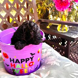Pakku - Black male Goldendoodle puppy in Glen Daniel, West Virginia from Dani’s Doodles