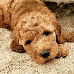 Goldendoodles and Labradoodles from Dreamy Doodles