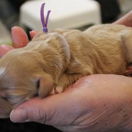 Purple collar Pima - Apricot female Australian Labradoodle puppy in Provo, Utah from EllsWORTH Labradoodles LLC
