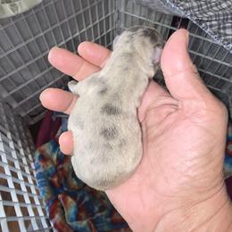 Blue merle with white  chest. Runt - Blue female French Bulldog puppy in Summerville, Tennessee from R&J Frenchie