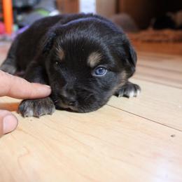 Griffon - Black male Australian Shepherd puppy in Sonoita, Arizona from Gardner Canyon Kennels