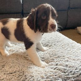 English Springer Spaniel Puppies from Timothy Naylor