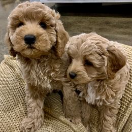 Cavapoos from Stonehill Puppies LLC