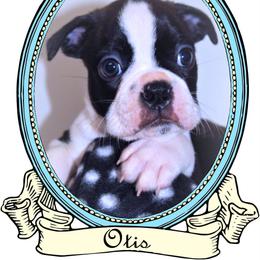 Baby Otis - Black and white male Boston Terrier puppy in Kingsport, Tennessee from Sleepwalker Bostons
