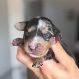 Dapple Boy - Dapple male Dachshund puppy in North Branch, Michigan from Doxie View Acres