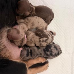 Chocolate and cream dapple girl (lighter, smaller) - Dapple female Dachshund puppy in Beaver, Pennsylvania from Meaden’s Mini Dachshunds