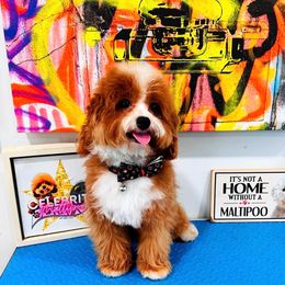 Bentley - Maltipoo