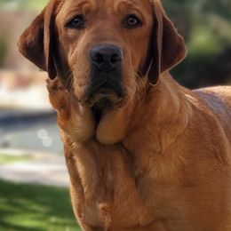 Labrador Retrievers from Daisy Mountain Labs