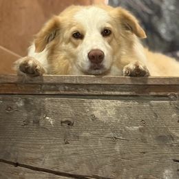 Border Collie All Grown Up from Whipple Family Farms