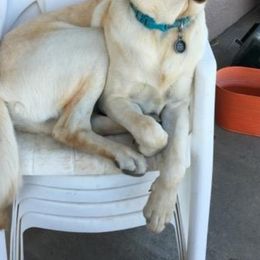 Labrador Retriever Puppies from Una Palma Kennels