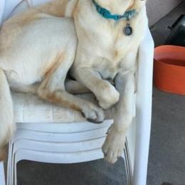 Labrador Retriever Puppies from Una Palma Kennels