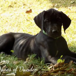 Great Dane Puppies from Danes of Dundee