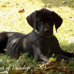 Great Dane Puppies from Danes of Dundee