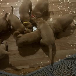 Labrador Retriever Puppies from Lake Crystal Farms Labradors