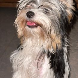 Biewer Terrier and Yorkshire Terrier Puppies from Yorkie Town California