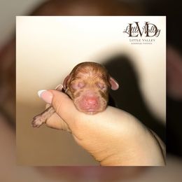 Rome - Red male Cockapoo puppy in 77304, Texas from Little Valley Puppies