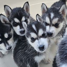 Pomsky Puppies from Peoria Pomskies
