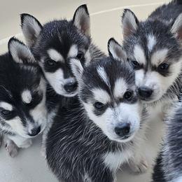 Pomsky Puppies from Peoria Pomskies