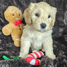 Biscuit - SM0541 - Cream male Australian Labradoodle puppy in Easley, South Carolina from Royal Diamond Labradoodles