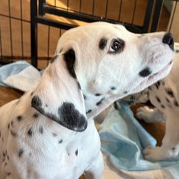 Dalmatian Puppies from Storm & Blue's Dalmatian Pups