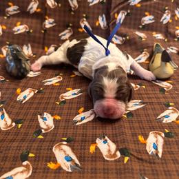 Woodie - Tri-Roan male English Springer Spaniel puppy in Braidwood, Illinois from A & R Springers