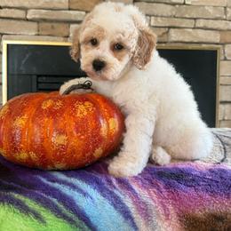 Sophie Ann - Red roan female Cockapoo puppy in Holton, Indiana from MoonShine Babies / OZ