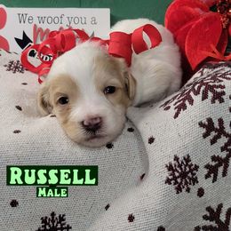 Russell - Parti male Assorted Doodle Crosses puppy in Beecher, Illinois from Erica’s Doodles