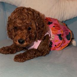 Bonnie - Red  female Goldendoodle puppy in Springfield, Tennessee from BK3 Miniature Goldendoodles