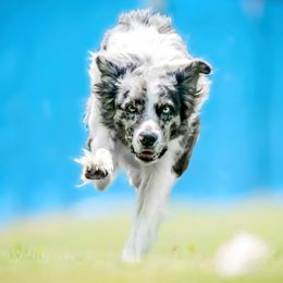 Ronan - Border Collie