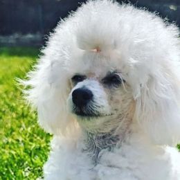 Poodles from Winsome Toy Poodles