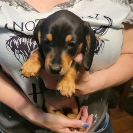 Dachshunds from Dawny's doggies