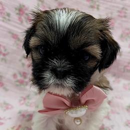 Tina - Gold and white female Shih Tzu puppy in Hemet, California from Aloha Shih Tzu